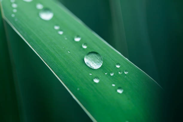 istock Fresh green grass with dew drops closeup. Nature Background 1343577004