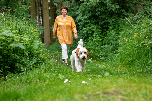 A caucasian senior woman wearing casual clothing on a summers day. She is walking her Cavapoo dog in a local woodland.