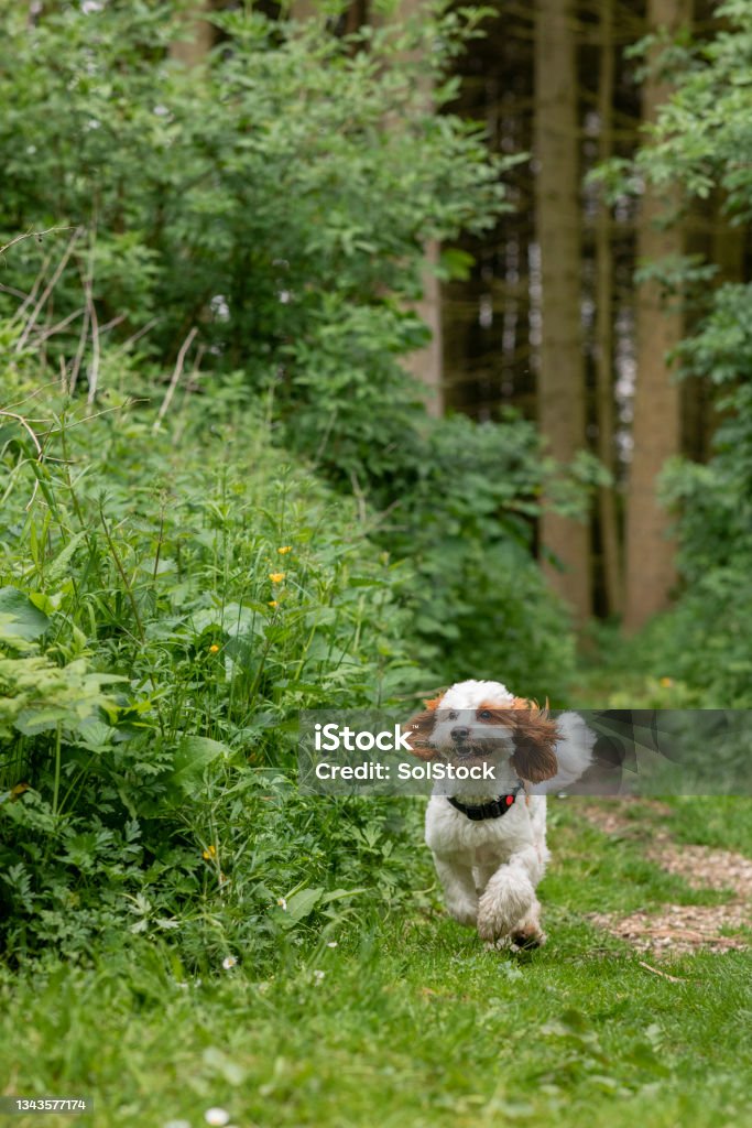 Running Cavapoo A male, white and brown Cavapoo dog running with a stick in his mouth in a woodland. Dog Stock Photo