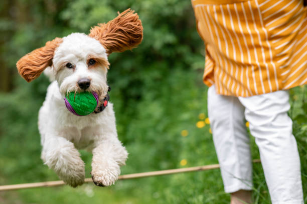Cocapoo Jumping 3,700+ Dog And Owner Jumping Stock Photos, Pictures & Royalty-Free ...