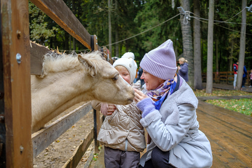 Mom and daughter in the petting zoo tenderly caress the muzzle of a white foal and smile. Parents and children have fun with the animals.