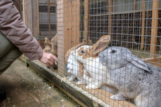 istock People feed rabbits with carrots at the petting zoo. 1343577726