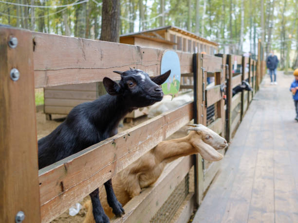 Selective focus on the goat protruding between the cage fence bars. Selective focus on the goat protruding between the cage fence bars. Pets in the petting zoo enclosure. petting zoo stock pictures, royalty-free photos & images