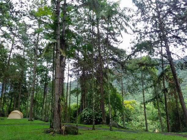istock Pine trees and camp tent on high altitude mountainous region 1343579395