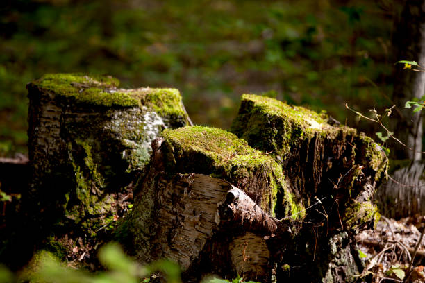 Mossy growth on the forest floor in an Ontario forest.