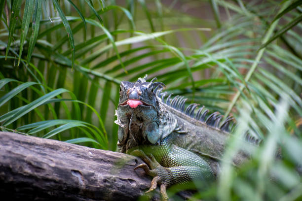 A Green Iguana resting on a log in Costa Rica shows it's tongue to the camera.