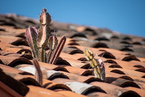 Cactus growing out of a tiled roof in Costa Rica.