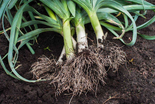 istock Fresh leeks with roots are lying on the ground. Harvesting leeks 1343581413