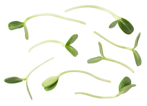 istock Microgreens set on a white background, cut out. Isolated 1343583178