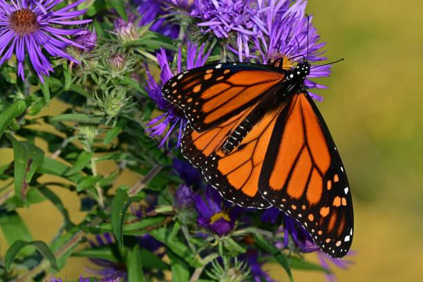 istock Male monarch butterfly on blurred background 1343583550