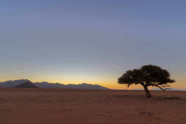 istock Lone tree at sunset in Namib Desert 1343583676