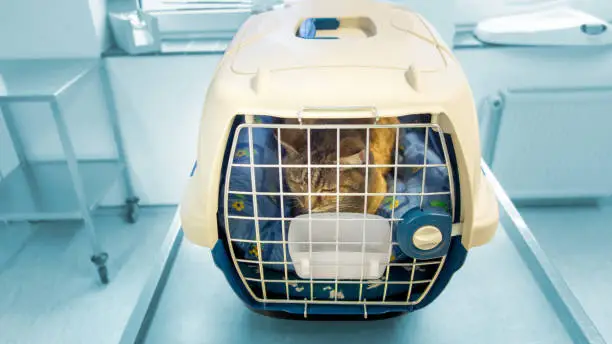 Photo of Sick cat at the vet in the transport box