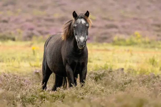 Wild konik pony making eye contact in heather field