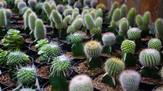 Mix of Echinopsis cactus in nursery garden