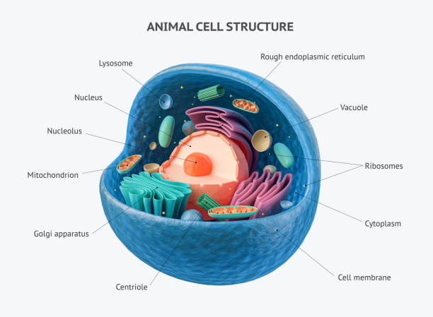 3d-rendering von tierzellen mit organellen - organell stock-fotos und bilder