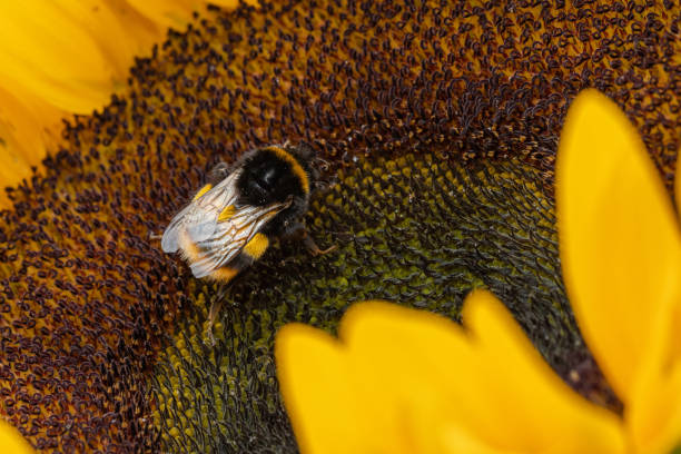 istock Macro of bee feeding from sunflower nectar 1343588529