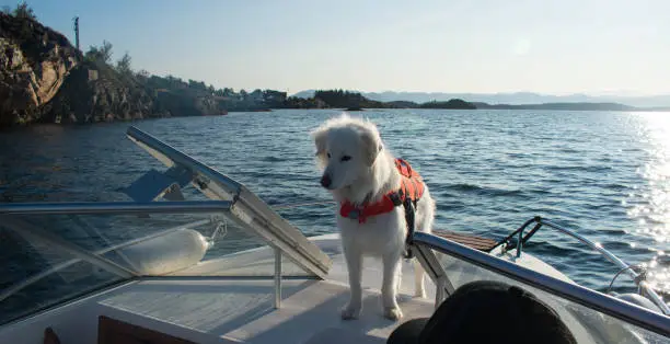 White Husky Dog On Motor Boat Wearing Orange Lifejacket with Water in Background