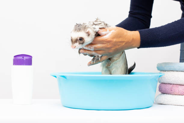 istock Pretty ferret smiling in warm water bath 1343589937