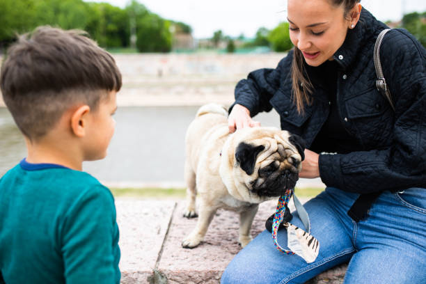 istock A young woman fixing her dog's harness while out for a walk 1343591780