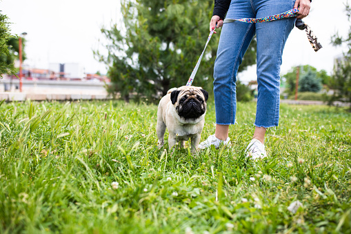 An adorable pug is looking at the camera while out for a walk in a park with his owner