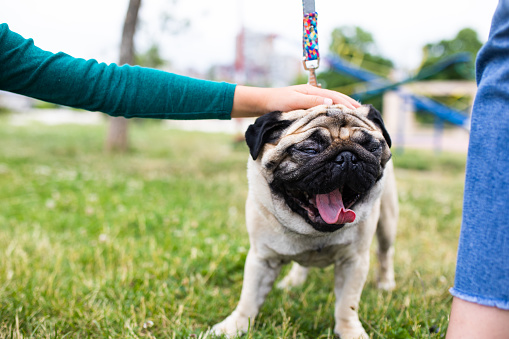A cropped shot of a boy's hand stroking an adorable pug who is yawning