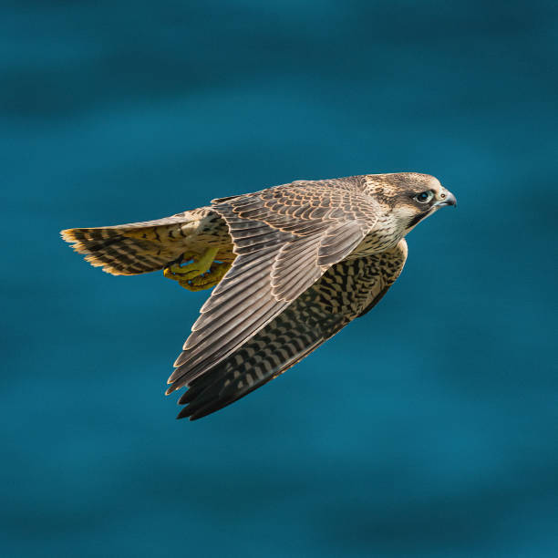 페레그린 중기 비행 - peregrine falcon 뉴스 사진 이미지