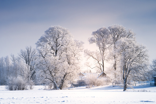 Beautiful snow-covered trees on a clear winter day with bright blue sky background.