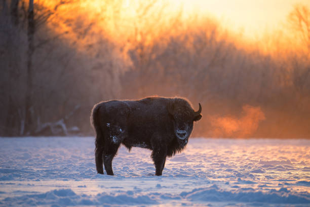 bison d’europe le matin ensoleillé d’hiver. - prairie farm winter snow photos et images de collection