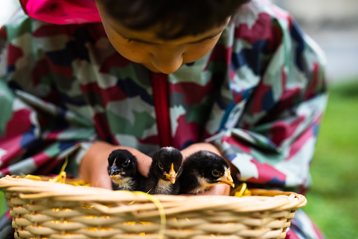 A cute boy is taking care of three little chicks in a basket