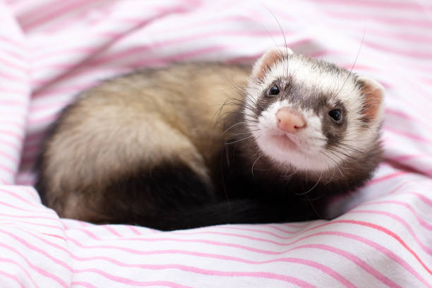 istock portrait of a little ferret 1343592821
