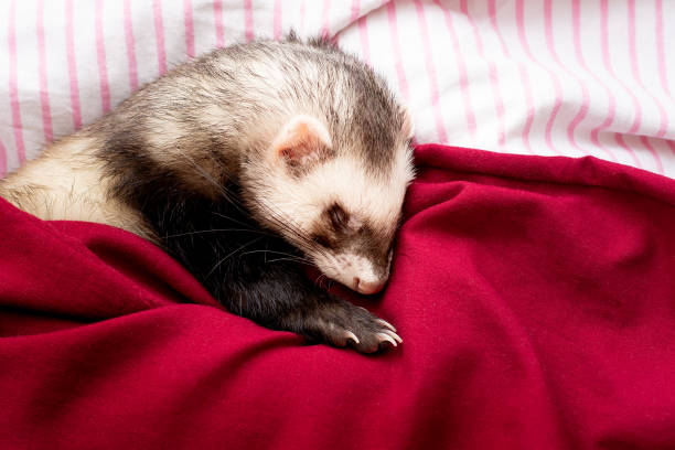 istock The cute ferret is sleeping 1343592916