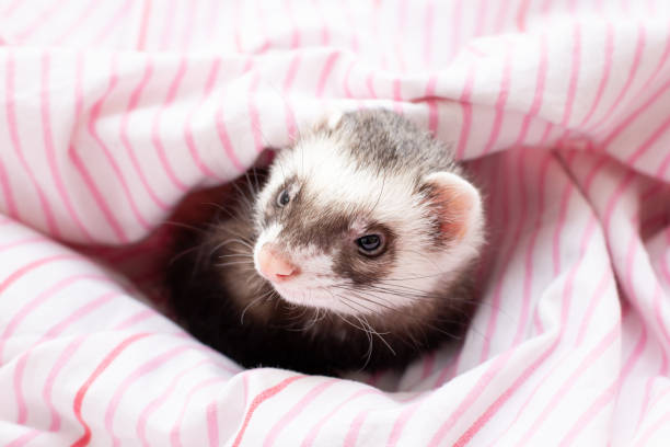 istock Front view of a Ferret looking at the camera 1343592967
