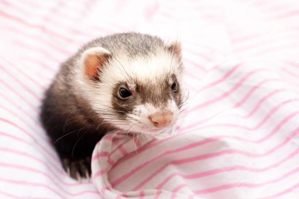 istock Front view of a Ferret looking at the camera 1343593001