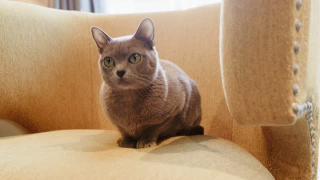 Purebred Burmese Cat