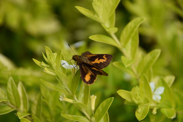 istock Lesser Dart (Potanthus omaha) skipper butterfly, Bedugul, Bali, Indonesia 1343595657