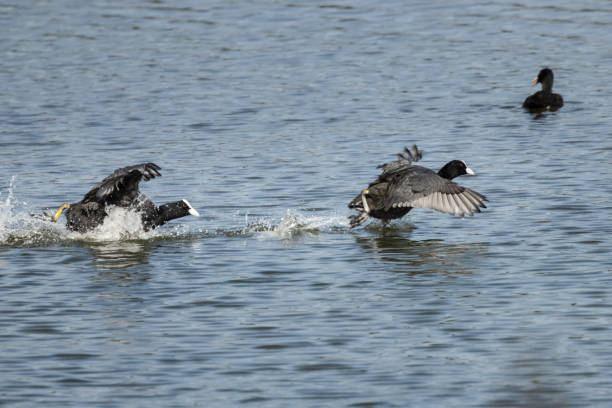 istock Eurasian coot (Fulica atra) racing over the water 1343595888
