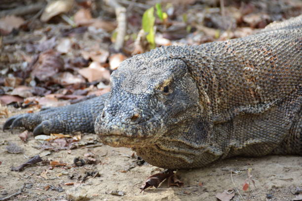 istock Komodo dragon, Komodo, Indonesia - the world's largest lizard 1343596788