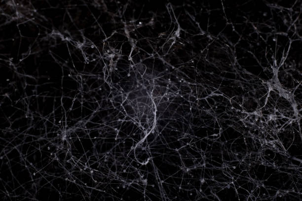 istock abstract black background mold macro photography. Neural network 1343596791