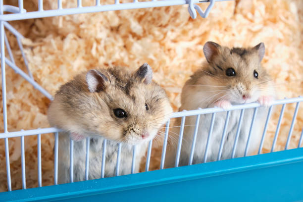two dzungarian hamsters peeking out of a cage with sawdust two cute dzungarian hamsters peeking out of a cage with sawdust gerbil stock pictures, royalty-free photos & images