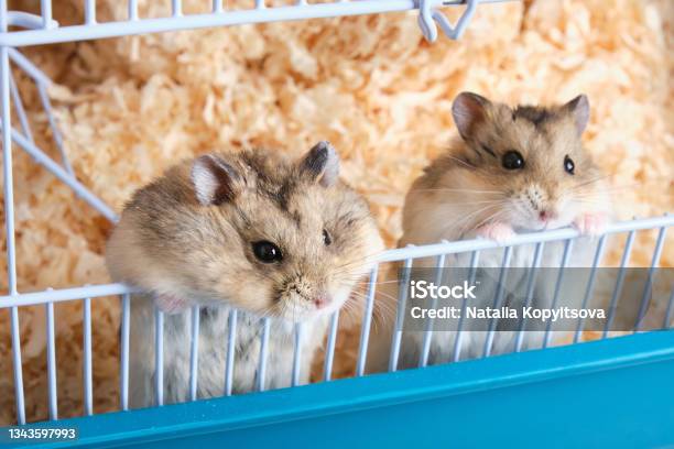 Two Dzungarian Hamsters Peeking Out Of A Cage With Sawdust Stock Photo - Download Image Now