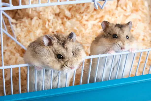 two cute dzungarian hamsters peeking out of a cage with sawdust