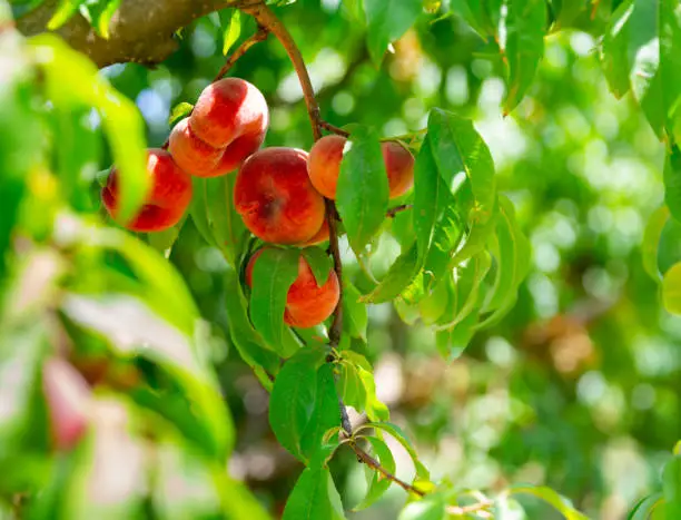 Image of ripe fig peaches hanging on a tree branch. Close-up image