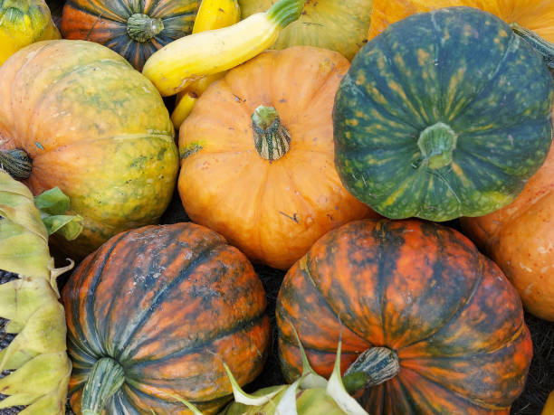 istock colorful pumpkins lying on the ground 1343600418