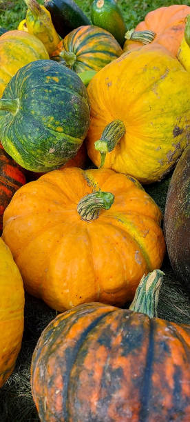 istock pumpkins and sunflowers lie on the ground 1343600630
