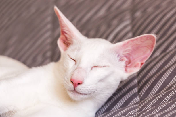 istock Oriental shorthair white cat sleeping in the sun 1343600761