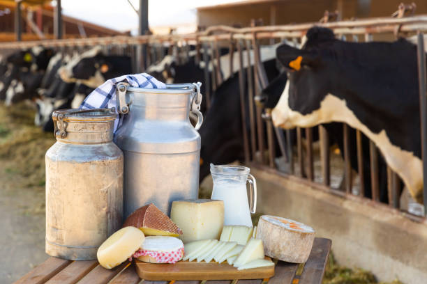 istock Dairy products on table standing in outdoor cowshed 1343601054