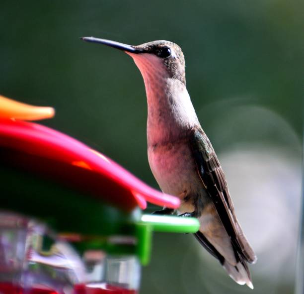 istock Hummingbird at bird feeder 1343601500