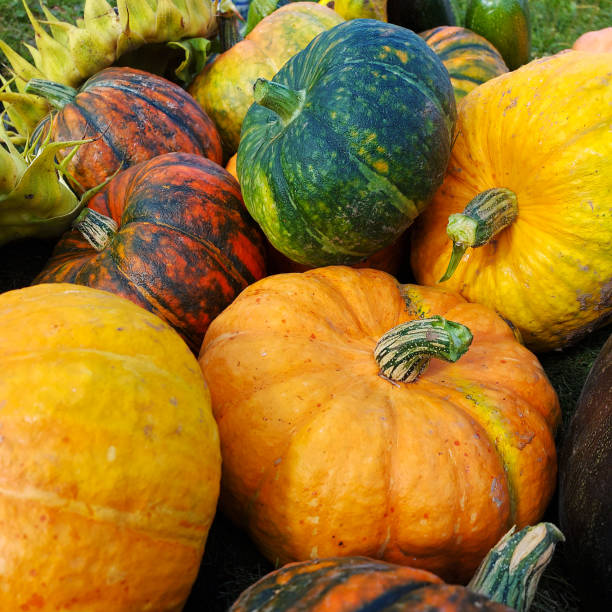 istock pumpkins and sunflowers lie on the ground 1343601593