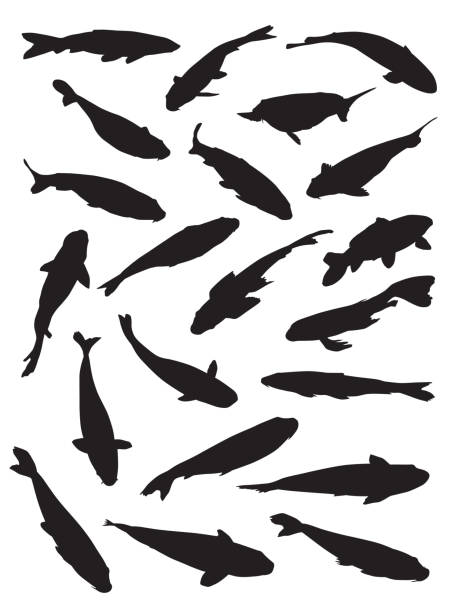 Koi Fish Silhouettes Vector silhouettes set of Koi Carp. fish silhouettes stock illustrations