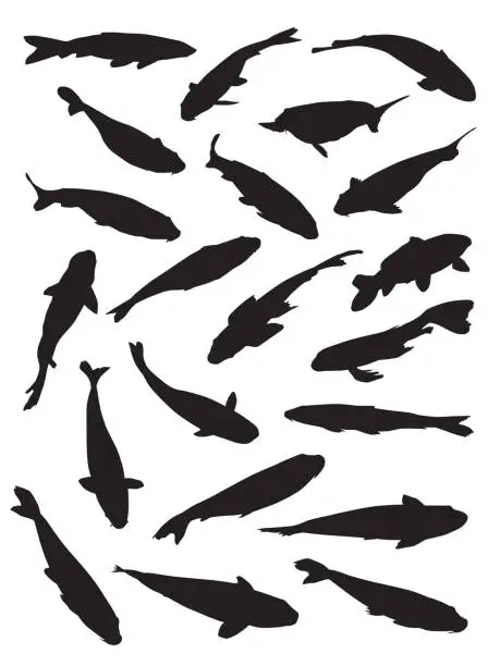 Vector illustration of Koi Fish Silhouettes